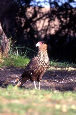 Bird of prey-Argentina