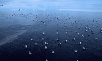 Seabirds