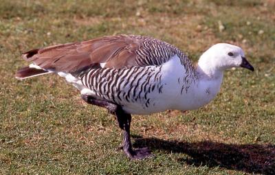 goose-Southern Chile