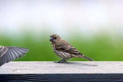 House finch 3