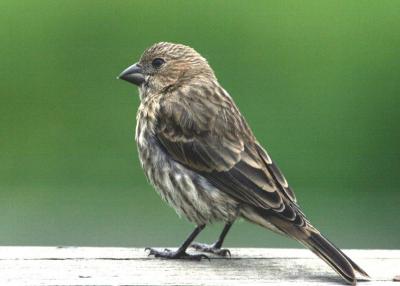 House finch