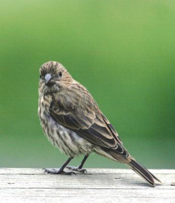 House finch 2