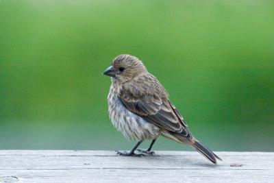 house Finch4