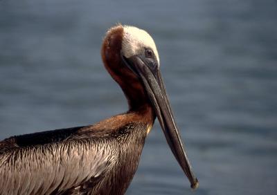 Pelican