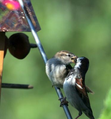 english Sparrow feeding 2