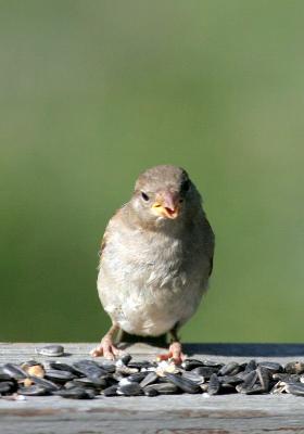 Young Sparrow