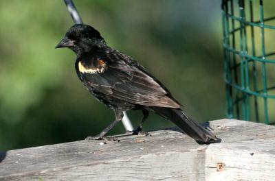 Red-wing Blackbird