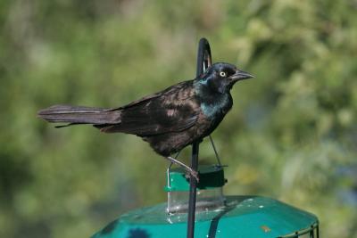 Grackle