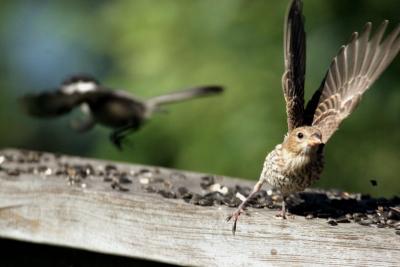 fly away