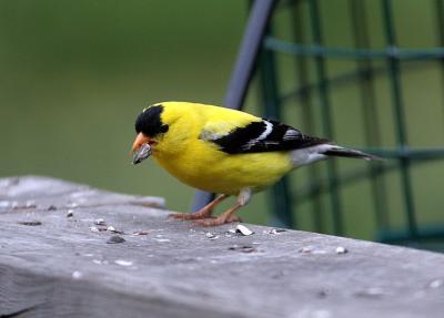 goldfinch