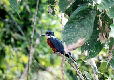 Kingfisher-Costa Rica