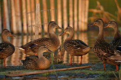 mallards