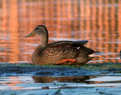 mallard
