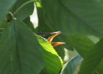 baby robin