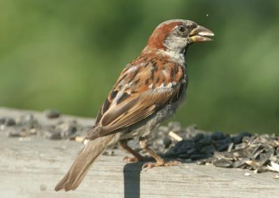 english sparrow