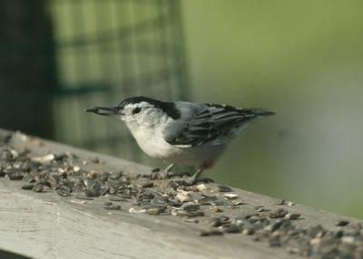 nuthatch