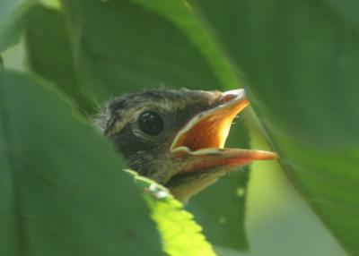 baby robin 2