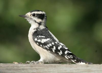 downy woodpecker
