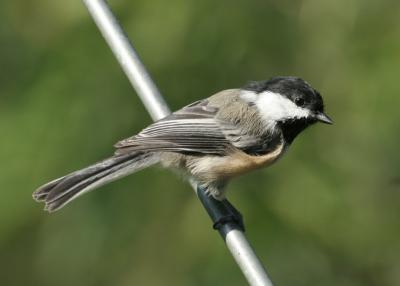 chickadee