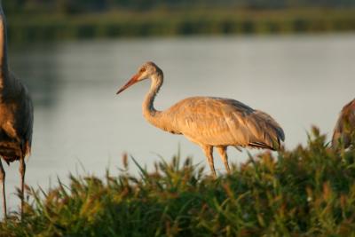sandhill crane chick