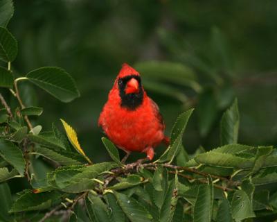 male cardinal