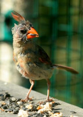 young cardinal