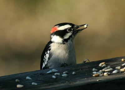 male downy woodpecker