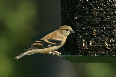 Goldfinch with fall plumage