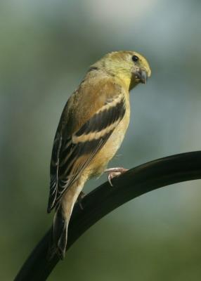 Fall Goldfinch