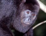 howler monkey up close