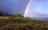 Maui rainbow