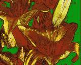 wierd flowers