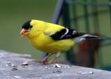 Goldfinch