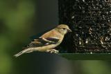 Goldfinch with fall plumage