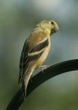 Fall Goldfinch