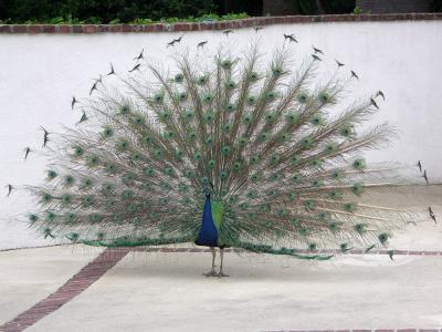 Itinerant Peacock