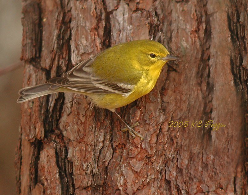 <b>021905 Pine Warbler</b>