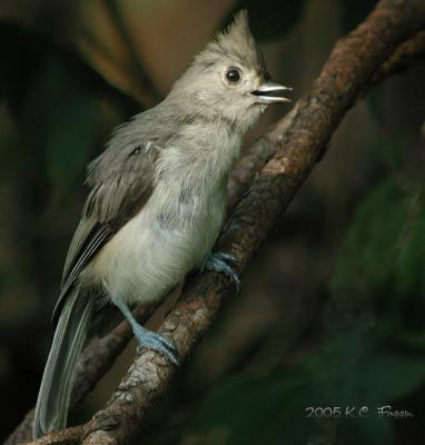 <b>072405 Tufted Titmouse in song</b>