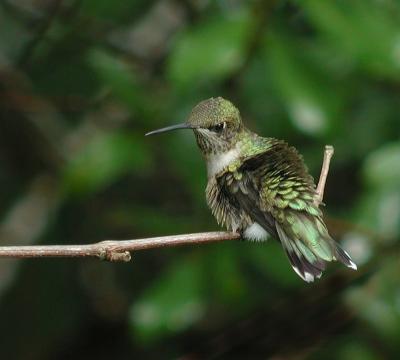 071305Juvie Male Hummer defending his territory