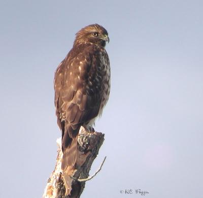 010105 Red-shouldered hawk.JPG