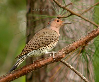 021405 Northern Flicker