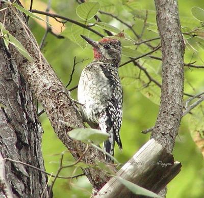 Yellow-bellied Sapsucker