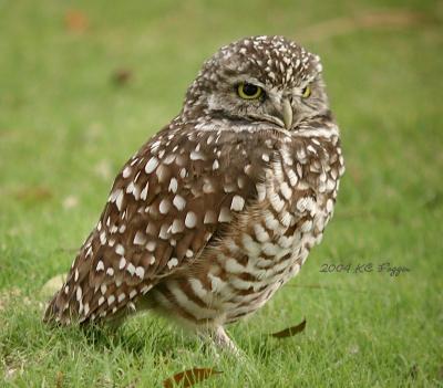 022004 Burrowing Owl