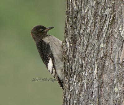 Immature Red-headed Woodpecker