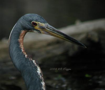Tri-colored Heron