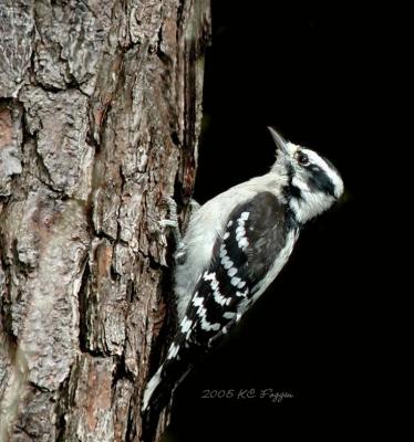 Female Downy Woodpecker