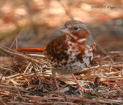 Fox Sparrow