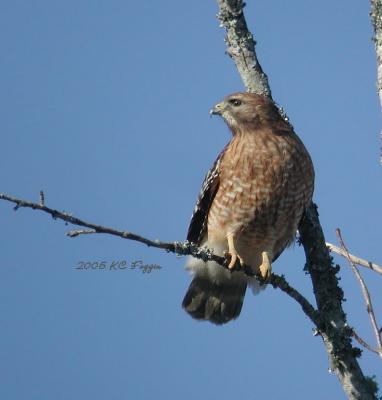 020705 Red Shouldered Hawk