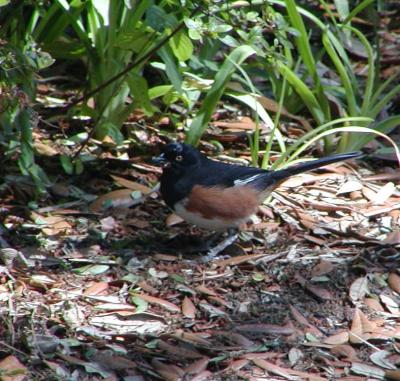 051604 Male Eastern Towhee Yellow-eyed version
