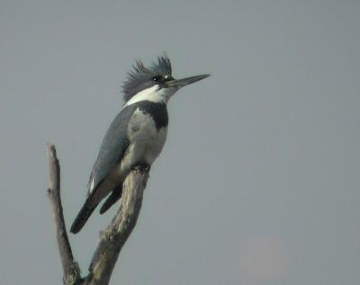 010204 Male Belted Kingfisher